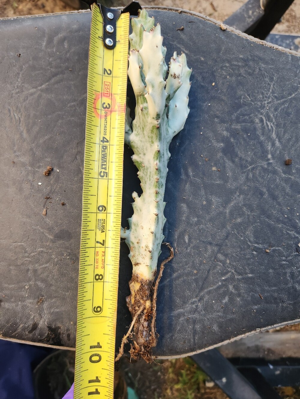 RARE 10" Euphorbia Lactea Ghost Variegated Dragon Bones With multiple arms - Picture 11 of 14